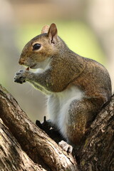 Squirrel eating Close Up
