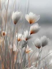 Crédence de cuisine  Minimalist soft white wild grass closeup with delicate fibers and warm neutral tones in calm natural setting  © Mira Studio