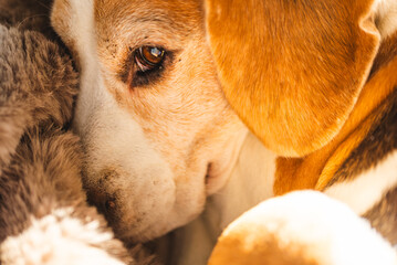 Close-up of Beagle Dog and blanket Snuggling