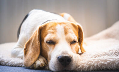 Sleeping Beagle Dog on Fluffy Blanket