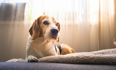 Beagle dog relaxing on cozy sofa by window