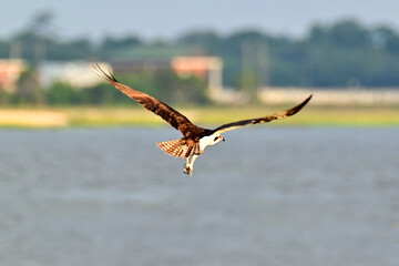flying osprey