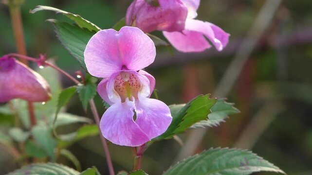Himalayan balsam (Impatiens glandulifera) Flowers