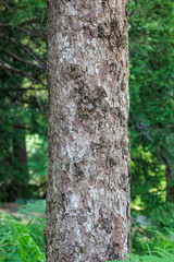 Beautiful bark of Norway spruce in spring