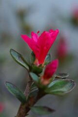赤いアザレアび花