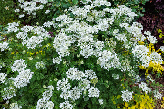 Many beautiful orlaya grandiflora flowers in a garden in early summer.