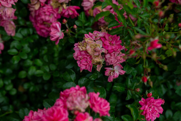 rose bushes on a farmer's plantation after rain or thunderstorm. disheveled flowers after a storm and natural disaster: rain, cold snap. flowers are waiting for a gardener to take care of them