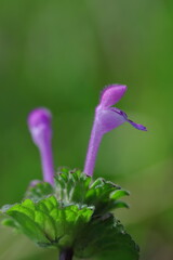 春の野原に咲くホトケノザのピンクの花
