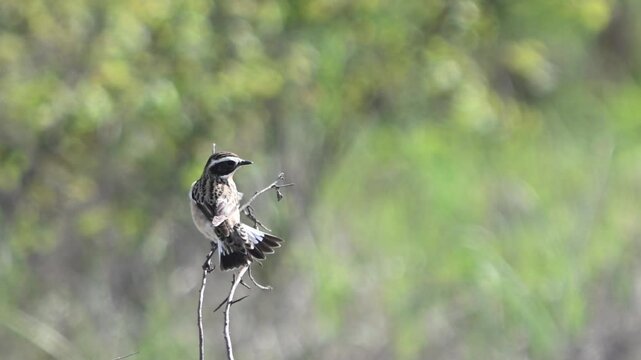 Whinchat Saxicola rubetra Perched on a Branch. Slow Motion. Close-up.