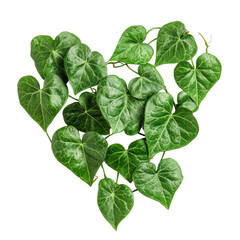 Heart shaped arrangement of green devils ivy leaves on a white background showcasing natural beauty, Heart shaped green leaves vine plant devils ivy or gold, white background