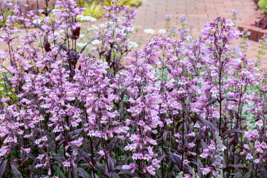 Penstemon Dark Tower flowers blooming neatly in the early summer garden.