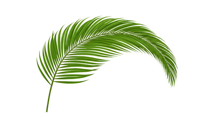 Obraz premium Curved Tropical Palm Leaf Illustration