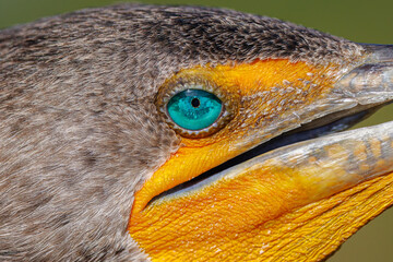 Up Close Blue eye detail of a Cormorant