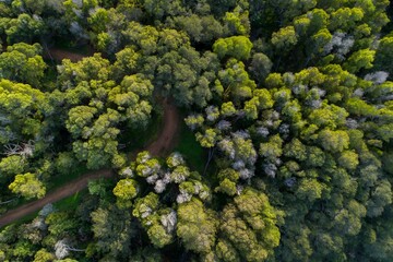 Aerial view of hikers on a dirt trail through a dense forest in Leona Heights, Oakland, California,...