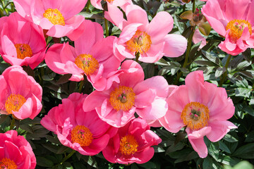 Beautiful and pretty pink peonies blooming in the garden.