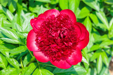 Beautiful and pretty red peonies blooming in the garden.