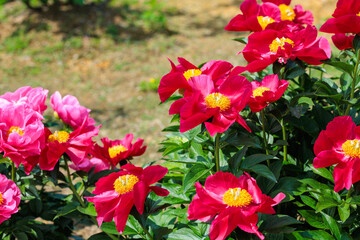Beautiful and pretty red peonies blooming in the garden.