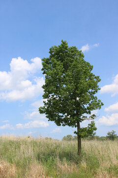 Single common hackberry tree in a field at the Linne Woods restored tallgrass prairie in Morton Grove, Illinois