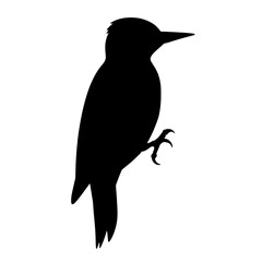 Fototapeta premium Silhouette of a Hairy Woodpecker Perched Gracefully Against a White Background