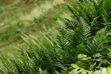 Green fern growing in natural environment, lush forest plant close-up