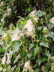 Blossoming of poplar tree, white fluff on the branch among green leaves