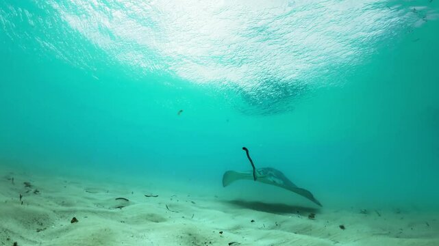 Dive into the stunningly clear waters of the Cayman Islands and enjoy an unforgettable experience swimming alongside mesmerizing stingrays. This marine adventure promises memories to cherish forever