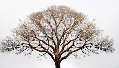 dry branch of trees on white background