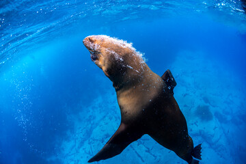 Obraz premium A playful Australian fur seal swims gracefully in the clear coastal waters of Narooma, New South Wales.
