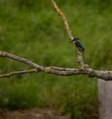 Adult male kingfisher on the branch