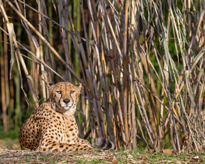 A cheetah relaxing with room for text