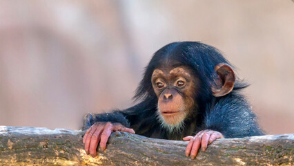 Portrait of a young chimpanzee looking around 