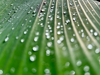 close-up of dewdrops on a banana tree leaf in the morning sunshine