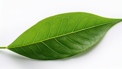 Obraz premium leave on a white background