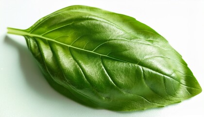 a green basil leaf with a shiny surface the leaf has a glossy texture and appears fresh and healthy