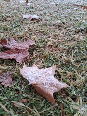 Niene en oto&ntilde;o