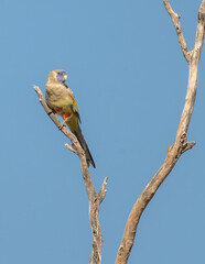 Blue bonnet parrot perched on a dead tree., with an isolated blue background in Queensland, Australia.