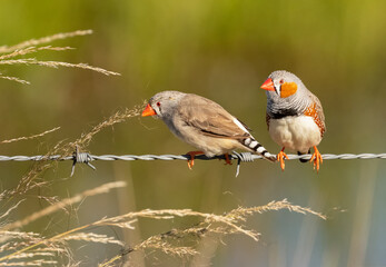 Pair of Zebra Finch (Taeniopygia guttata)sun lit birds on a wire fence eating grass seeds, in Queensland, Australia.