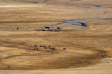 Expansive dry landscape with grazing horses, a small structure in the distance, winding stream, and...