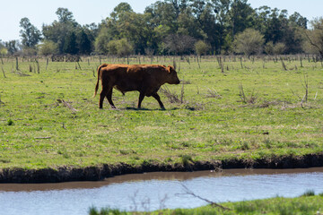 Young Red Angus  Bull Standing Guard Over the Herd