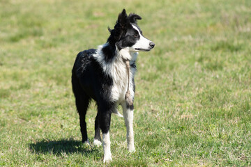 Portrait of a Border Collie on a Farm