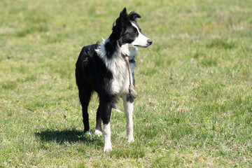 Portrait of a Border Collie on a Farm