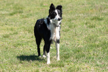 Portrait of a Border Collie on a Farm