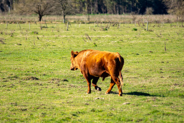 Young Red Angus  Bull Standing Guard Over the Herd