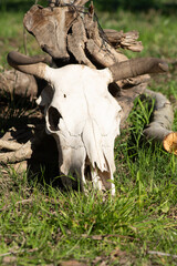 Close-Up of Longhorn Cattle Skull on a Rustic Farm