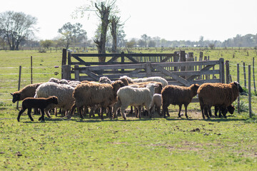 Flock of Sheep Grazing Peacefully on a Farm