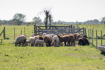 Flock of Sheep Grazing Peacefully on a Farm