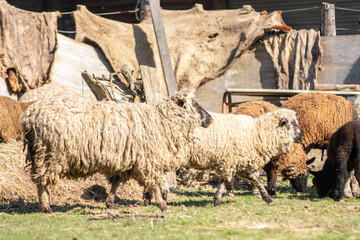 Flock of Sheep Grazing Peacefully on a Farm
