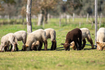 Adorable Baby Sheep Grazing in a Sunny Pasture