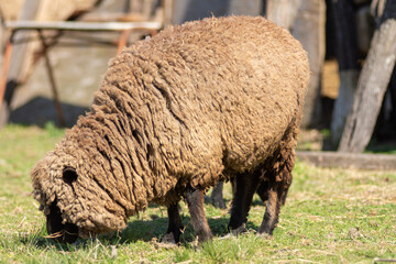 Portrait of a Sheep Grazing in a Sunny Pasture