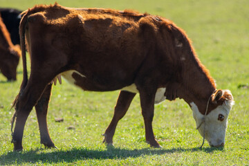Red Angus Calf Grazing Peacefully in a Green Pasture